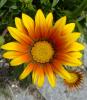 Flor1.jpg